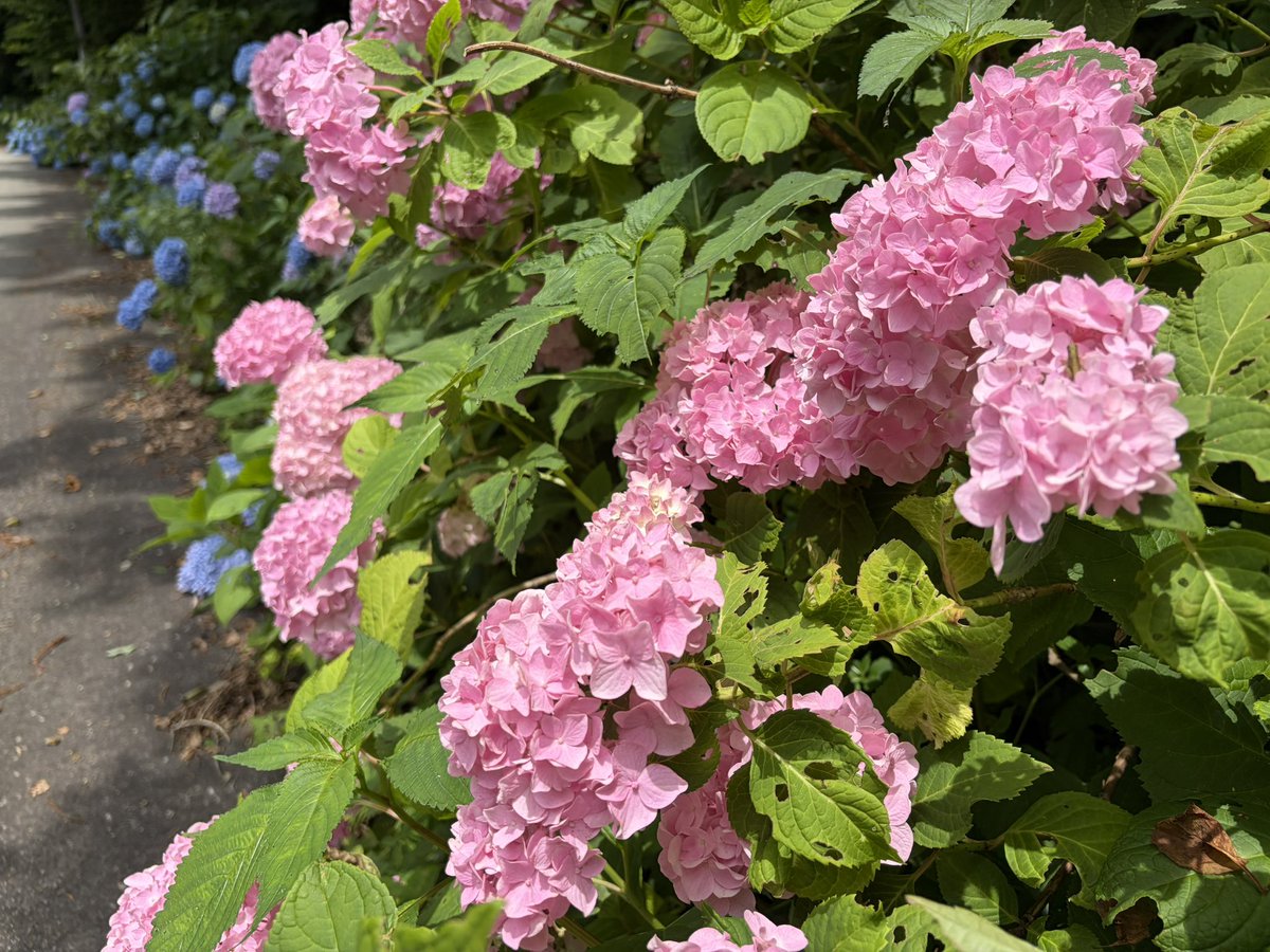 hidasenkoji's tweet photo. 小暑
千光寺の紫陽花は青が中心ですが、場所によって紫や桃色が混じります。
大慈門付近では、新たに檀家さんが植えてくださった、白い紫陽花も見られます。
多くの花弁が集まっている様は、仏が描かれた曼荼羅のようでもあります。

#千光寺 #飛騨高山 #紫陽花 #真言密教 #両面宿儺 https://t.co/D7rESdxJR1