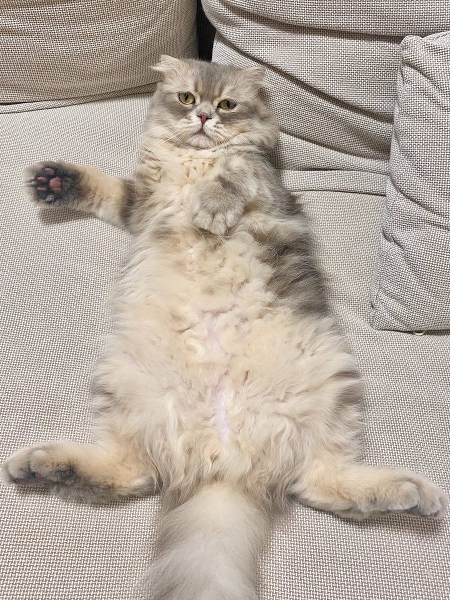 roshbomaru's tweet photo. どっちのお腹をもふりたい？
←夏毛ぽんぽん　　　冬毛ぽんぽん→ https://t.co/3IfQVD1bUx