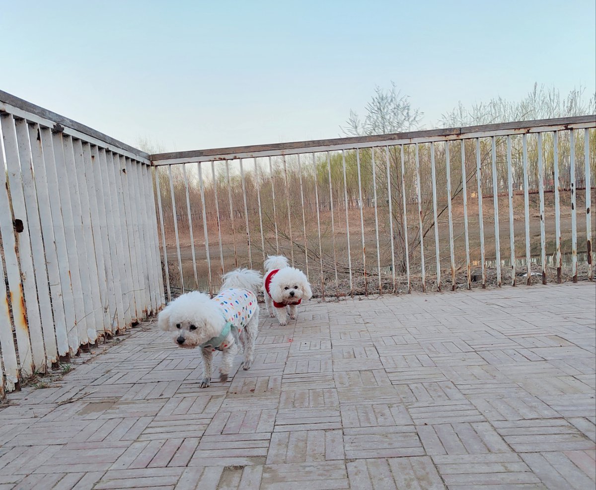 parkang0128's tweet photo. My little rescue pup just hit 6 months old—watching her go from a wobbly, blanket-clinging ball of fluff to zooming around the yard chasing butterflies is the sweetest joy. Every tiny milestone makes my heart full!， https://t.co/Liij2B5m9f