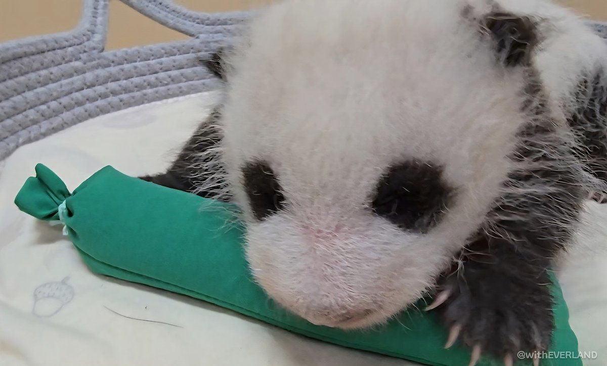 avocado_bao's tweet photo. 포                                           후이 https://t.co/GqqRnx7jUB