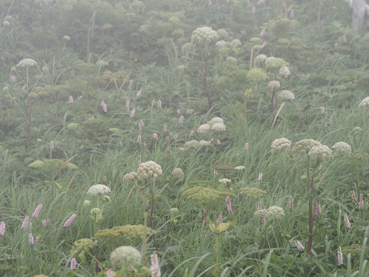 rebunvoice8's tweet photo. すっきりしない礼文のお天気…昨日もイマイチのお天気でしたが桃岩展望コースを少し歩きました🥾イブキトラノオ、エゾノヨロイグサがよく咲いていました🎶雫をまとったお花たち🌸ステキです✨#ダキモンジソウ #ウメバチソウ #イブキトラノオ　#礼文島 https://t.co/ShhX7Mz0aU