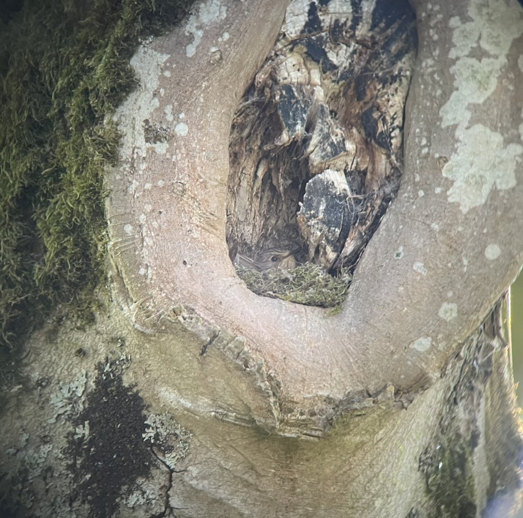 ScarecrowNeste1's tweet photo. A more typical nest site at c25’ in rot pocket in long pruned branch wound of mature Sycamore. 
C3 2nd clutch 12/7/26
#SpotFly26 
@spotyflycatcher https://t.co/Z1kDM1EY5P