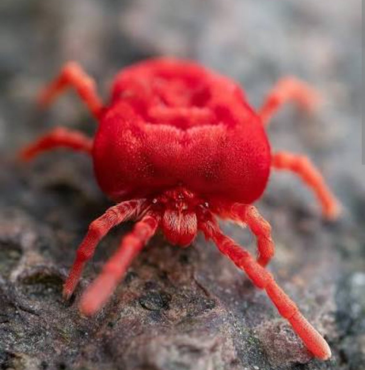 CreationPillar's tweet photo. @RachAvvqg @23w322 I still have them in my back garden. There are actually mites, not spiders. https://t.co/9vWtRwyHkM