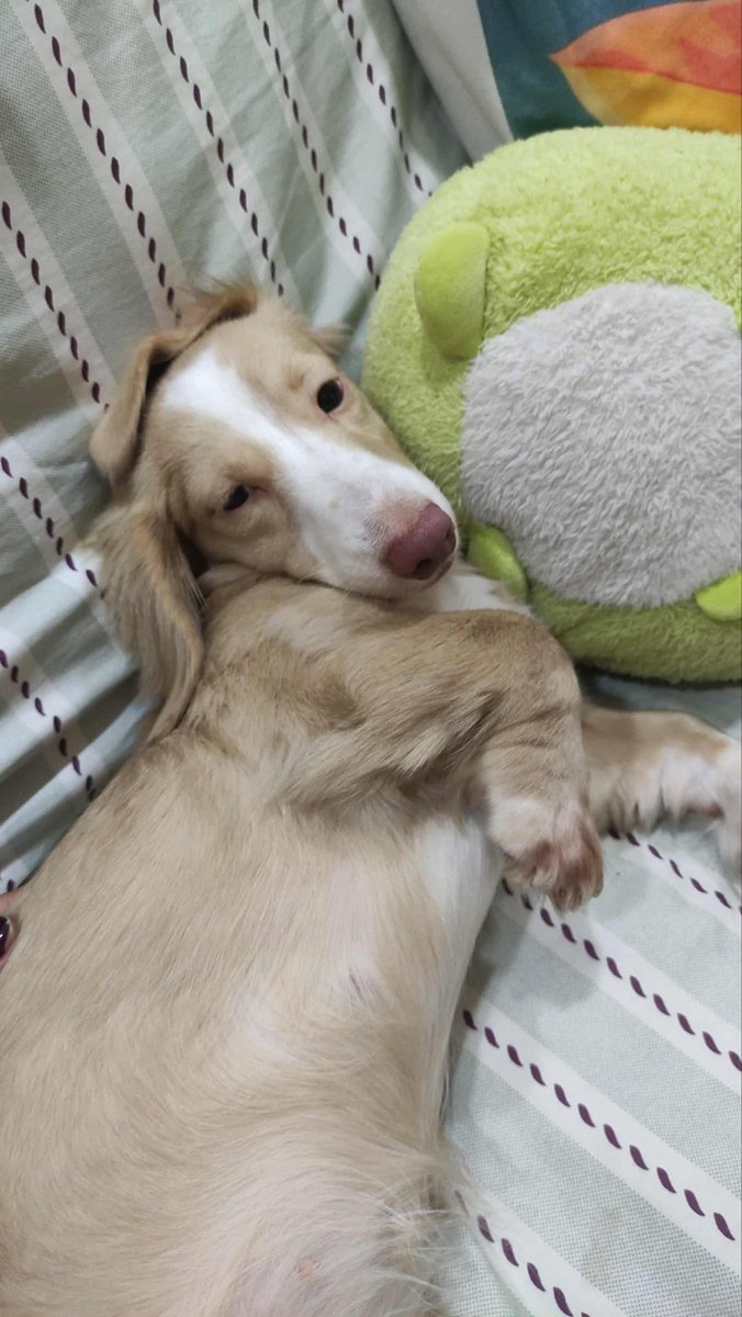 w1shuu_'s tweet photo. 🐶🐶 #dog #drawing #cute #daschund https://t.co/hqb7eCOTlO