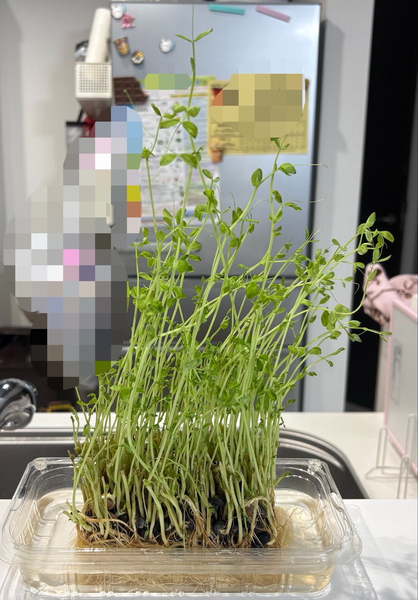 Na_PinkLemon's tweet photo. 豆苗12日目〜🌱🌱🌱🌱🌱🌱🌱🌱🌱🌱🌱🌱
そろそろやばい？？
ちょっと…臭う……笑
根っこ臭う…？？腐ってる🤣？？ https://t.co/Ff0qgXCtYM