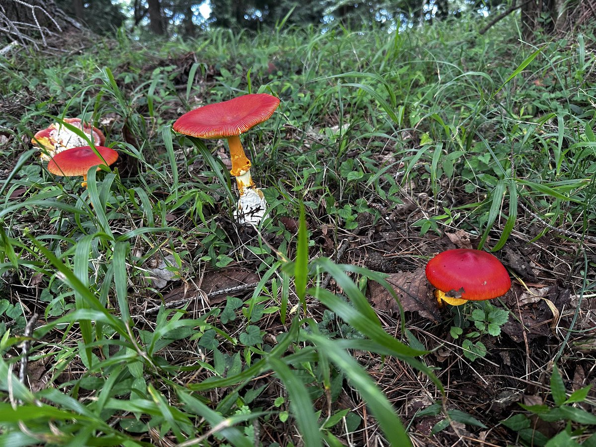 eMipo10's tweet photo. 初物🍄 https://t.co/aKkepgywBP