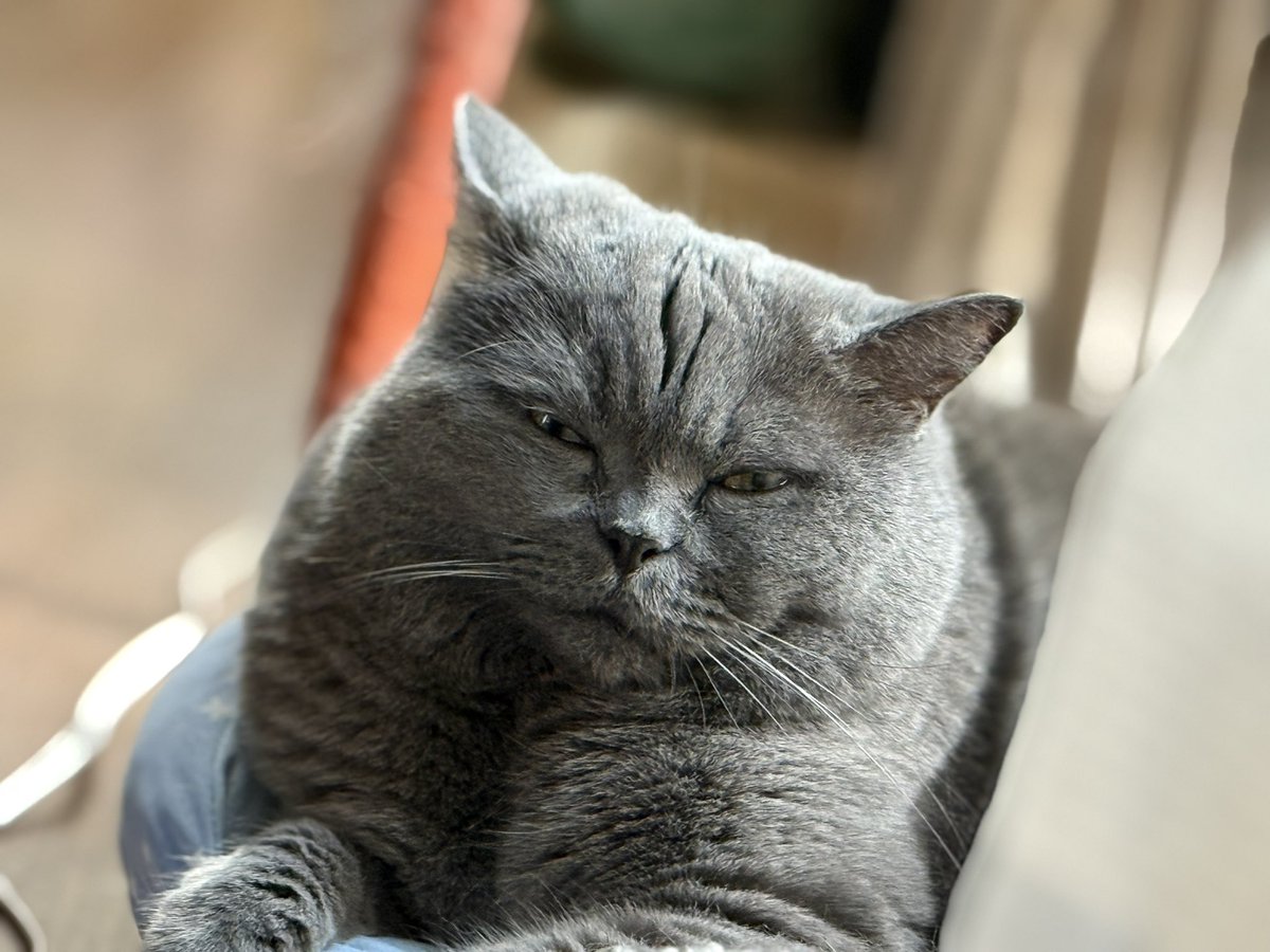 pusa34's tweet photo. マロ、かっこいい

#ブリティッシュショートヘア #britishshorthair https://t.co/wwIhitAKod