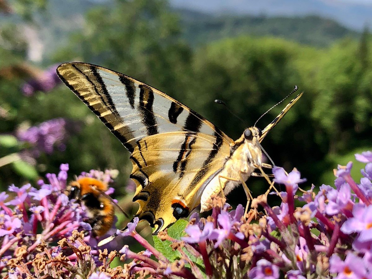 PedroAierbe's tweet photo. #Iphiclides feisthamelii joan den astean #Beasain en. Budleja landareak tximeleta asko erakartzen ditu. Espezie hau ez da arraroa Goierrin.
#Lepidoptera #insectos #entomología #papillon #insecto #mariposa #insecto #macrophotography #entomología #butterfly https://t.co/jROQmm9DZ8