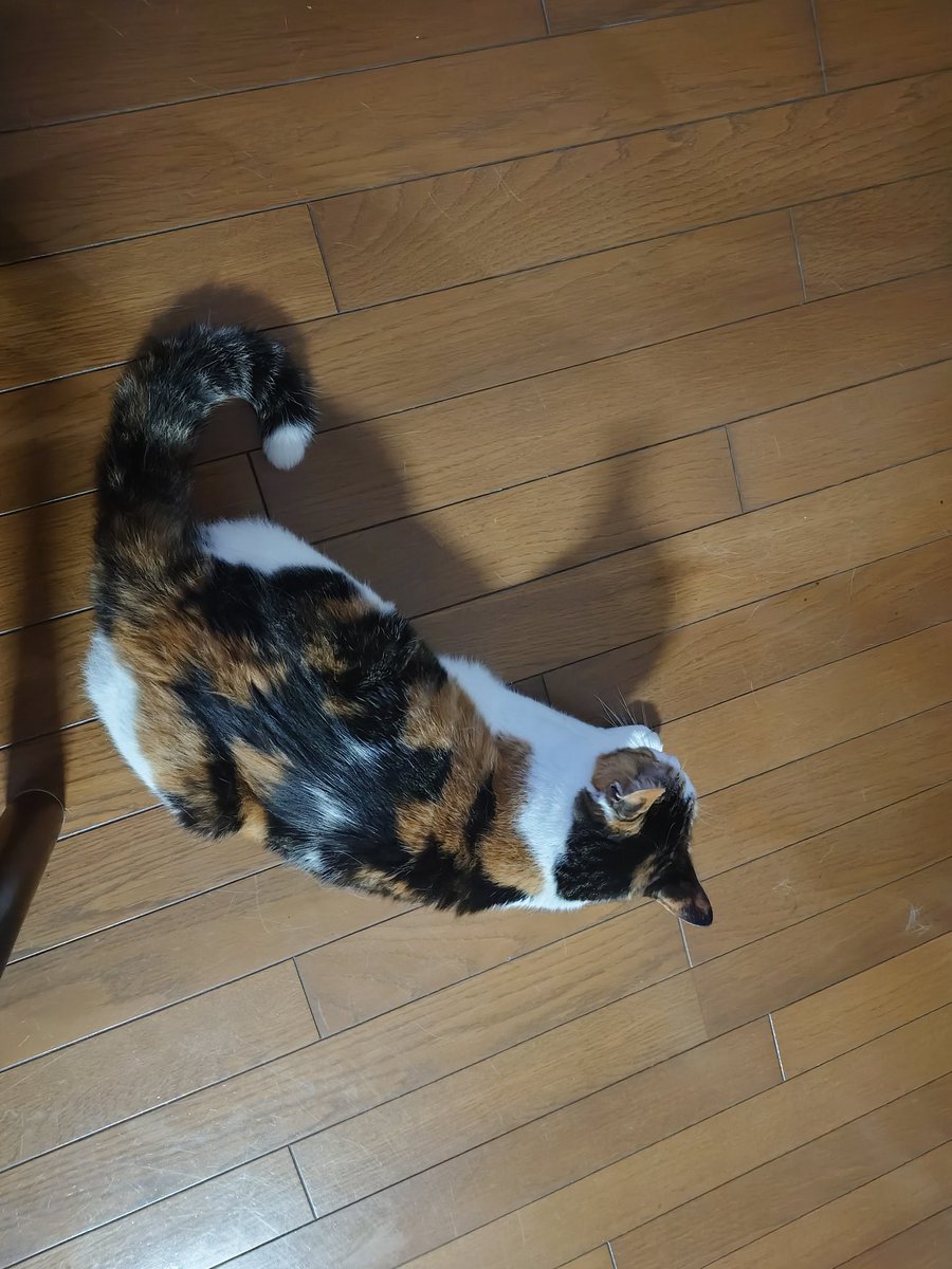 rg_mmmys's tweet photo. 足元に常に猫がいる呑みとかまじ最高じゃねーか…
はーん、愛。 https://t.co/pcH5wulbOy