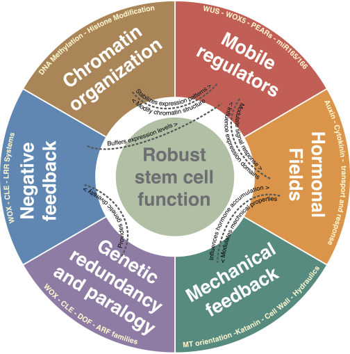 Developmental Cell tweet media
