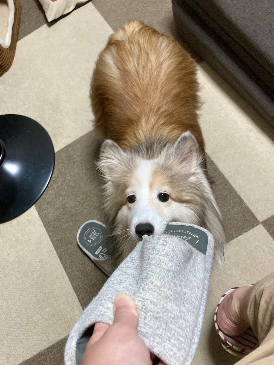 bell0515's tweet photo. パパのスリッパで遊ぶ子

#今日のレオン #シェルティ #shetlandsheepdog https://t.co/oqtGIbO1tR