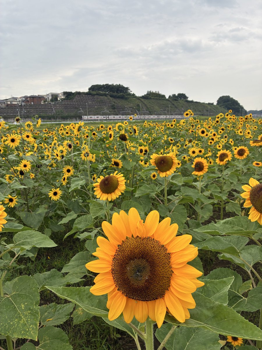 irie_akiko's tweet photo. 午後、雨の止み間に佐倉ふるさと広場へ。
今が最盛期のヒマワリ畑に、ぜひお越しください！
一面にひろがるヒマワリ・イエローに元気をもらえます🌻

#入江あき子  #佐倉ふるさと広場  #佐倉ふるさと広場ひまわり  #立憲民主党 https://t.co/qqiIyTTch1