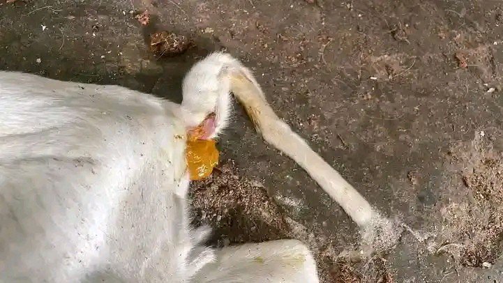FarmwellOFCL's tweet photo. That yellow poop you see in lambs, kids, and calves is milk feces. It's normal in newborns and nothing to worry about.

As they grow and begin eating grass and other feeds, their droppings become darker and firmer.

Only worry if it becomes watery, foul smelling.

Farmwell✍🏼 https://t.co/BbgMzipsAR
