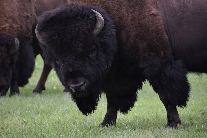 cryptoethlzq's tweet photo. People often ask why I still spend time looking at small-cap meme coins like $BISON.

The answer is simple.

Because markets don't always reward the biggest project.

Sometimes they reward the strongest story.

At first glance, $BISON looks like another meme on Solana.

But that's exactly where many investors stop their research.

The interesting question isn't whether it has a revolutionary product today.

The question is whether it can become a symbol that a community chooses to rally around.

Every successful meme coin follows the same pattern.

It starts with attention.

Then comes participation.

If the community keeps creating content, attracting new holders, and giving people a reason to stay, the token begins to develop an identity of its own.

That's the stage I believe every early project has to reach.

The name "The Charging Bison" itself fits an interesting narrative.

A charging bison represents momentum.

Strength.

Persistence.

The ability to keep moving forward despite resistance.

Those kinds of symbols matter more than many people realize.

Crypto has always been driven by culture as much as technology.

The biggest meme projects weren't built because they had the most advanced code.

They became successful because people enjoyed being part of the story.

That doesn't mean fundamentals don't matter.

It means community becomes the fundamental.

Of course, there are real risks.

Small-cap tokens are volatile.

Liquidity can disappear quickly.

Market sentiment changes overnight.

And many projects never make it beyond their first wave of attention.

That's why I never look at early-stage memes as guaranteed winners.

I watch for signals.

Is the community growing?

Are people creating content without being paid?

Are new holders arriving naturally?

Does the narrative continue evolving instead of repeating itself?

Those questions usually matter more than today's candle.

For me, $BISON is still in the stage where execution matters more than price.

If the community keeps building, keeps expanding, and keeps giving people a reason to participate, today's market cap could look very different in the future.

If not, it will simply become another forgotten launch.

That's the reality of early crypto.

The highest upside usually comes with the highest uncertainty.

And sometimes the projects everyone ignores in the beginning become the ones everyone talks about later.

$BISON

CA:
solana:GwZvGvVzjWTL1mvpw55KQWztTQvWo3B6ew16N2aspump