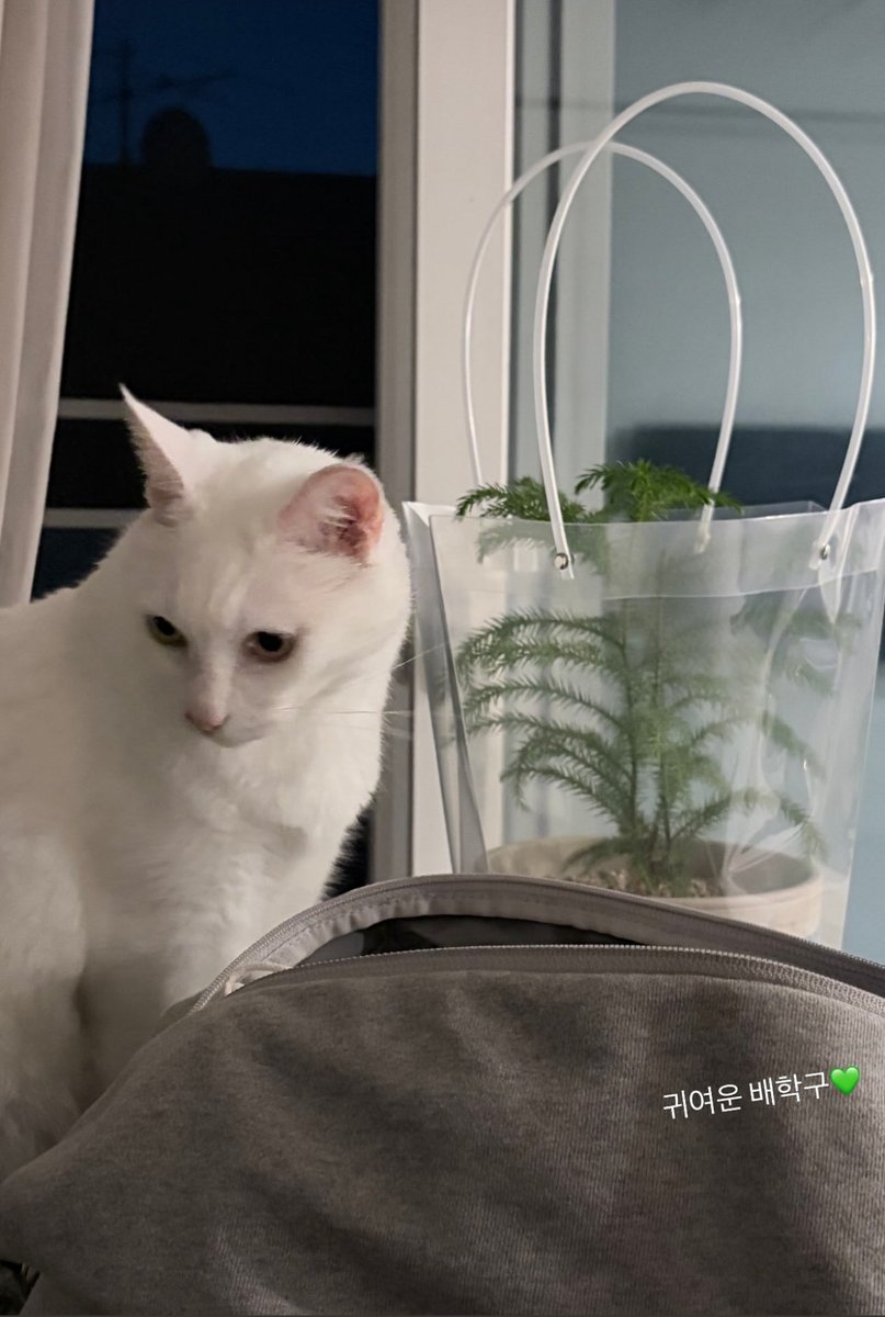 BerryRobotBolat's tweet photo. Update from Bunny ❤️

“Cute Bae Haku” 💜💜💜

I see new 🌿🤣🤣 

#채수빈 https://t.co/z9iij3XMW0