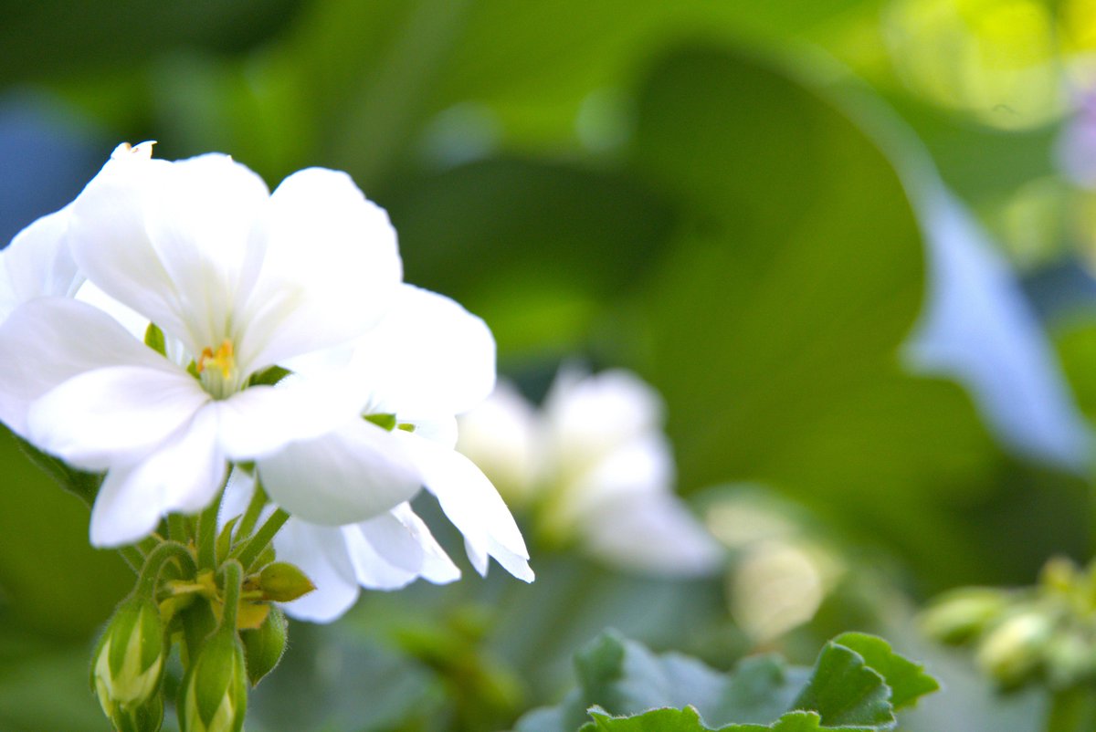sleepyKonto's tweet photo. 📸 "white orchids" (Week 7/100)
I've learned today that, sometimes, to move forward is a challenge. Not something that Will drives you to do. We all have to move forward, but in what direction?
#photography #poem #poetrylovers #100weekchallenge #photochallenge #poetry https://t.co/l3xQfnFgjG