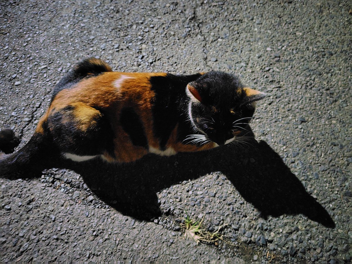 netcafe_paru's tweet photo. こんばんは

夜のウォーキングなう
初めて見る猫に出会って撫でさせてくれたら嬉しい😻 https://t.co/g4mjtLP12m