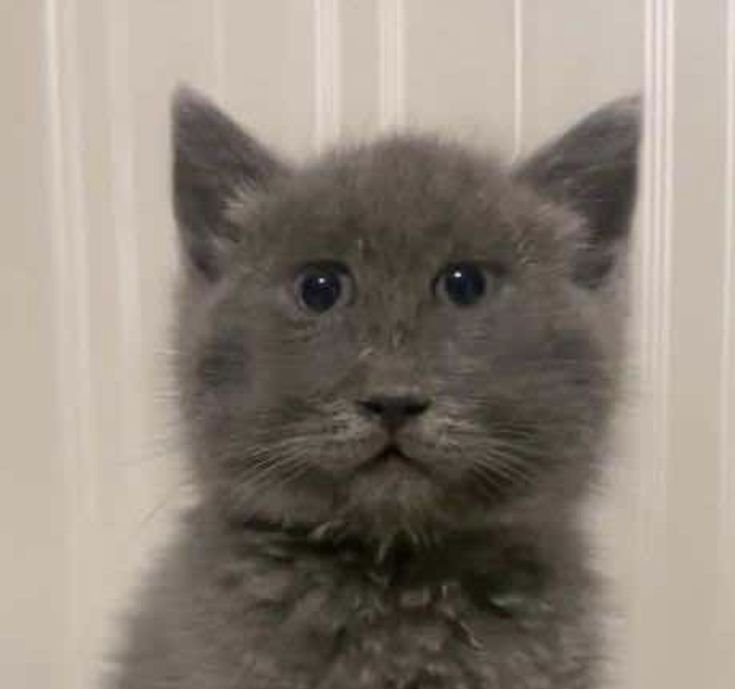 culturalhamster's tweet photo. This is my cat. Say hello to him. Now. https://t.co/VfyyV5LPKA