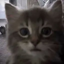 Kathamine's tweet photo. @fluffygirlpaws this is me!! https://t.co/9NM3ivPhZG