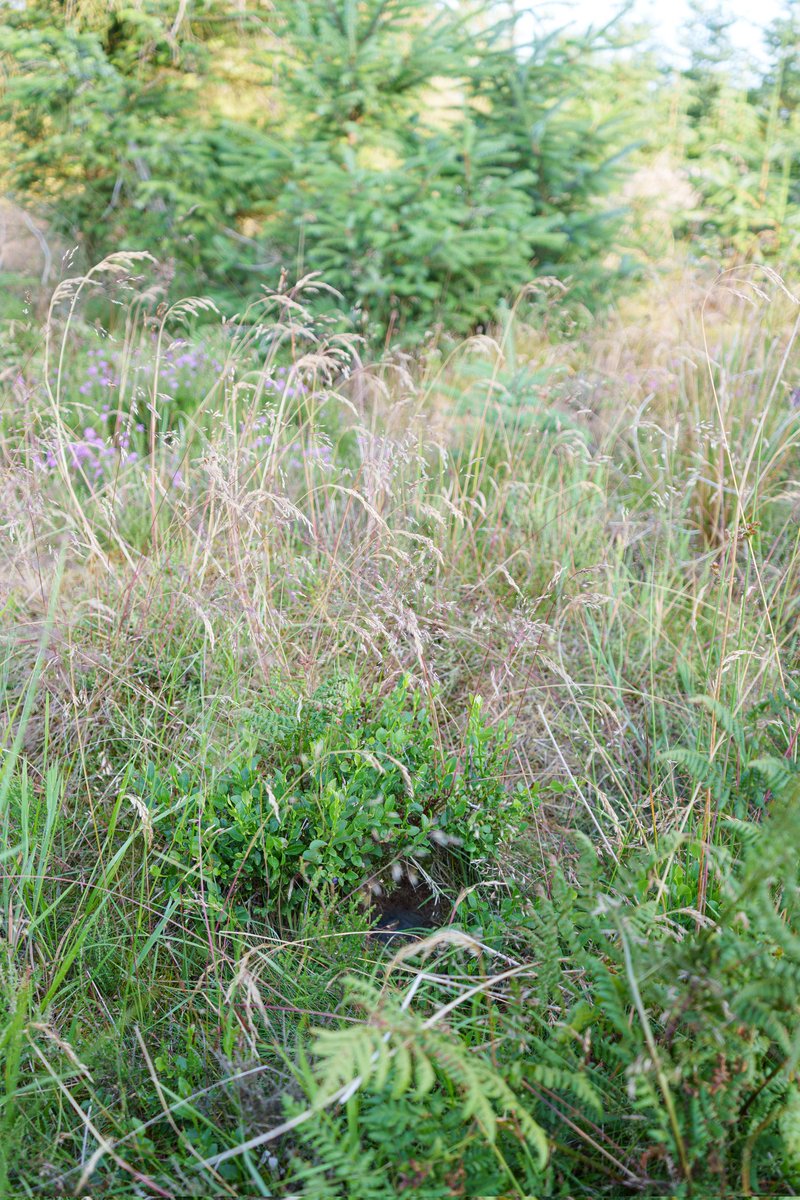 NestingUpNorth's tweet photo. A Tree #Pipit nest, well-concealed under a young bilberry bush on regenerated clearfell in Northumberland.
Four young chicks well-fed with the abundance of grasshoppers on site yesterday. https://t.co/B0StIVOON0