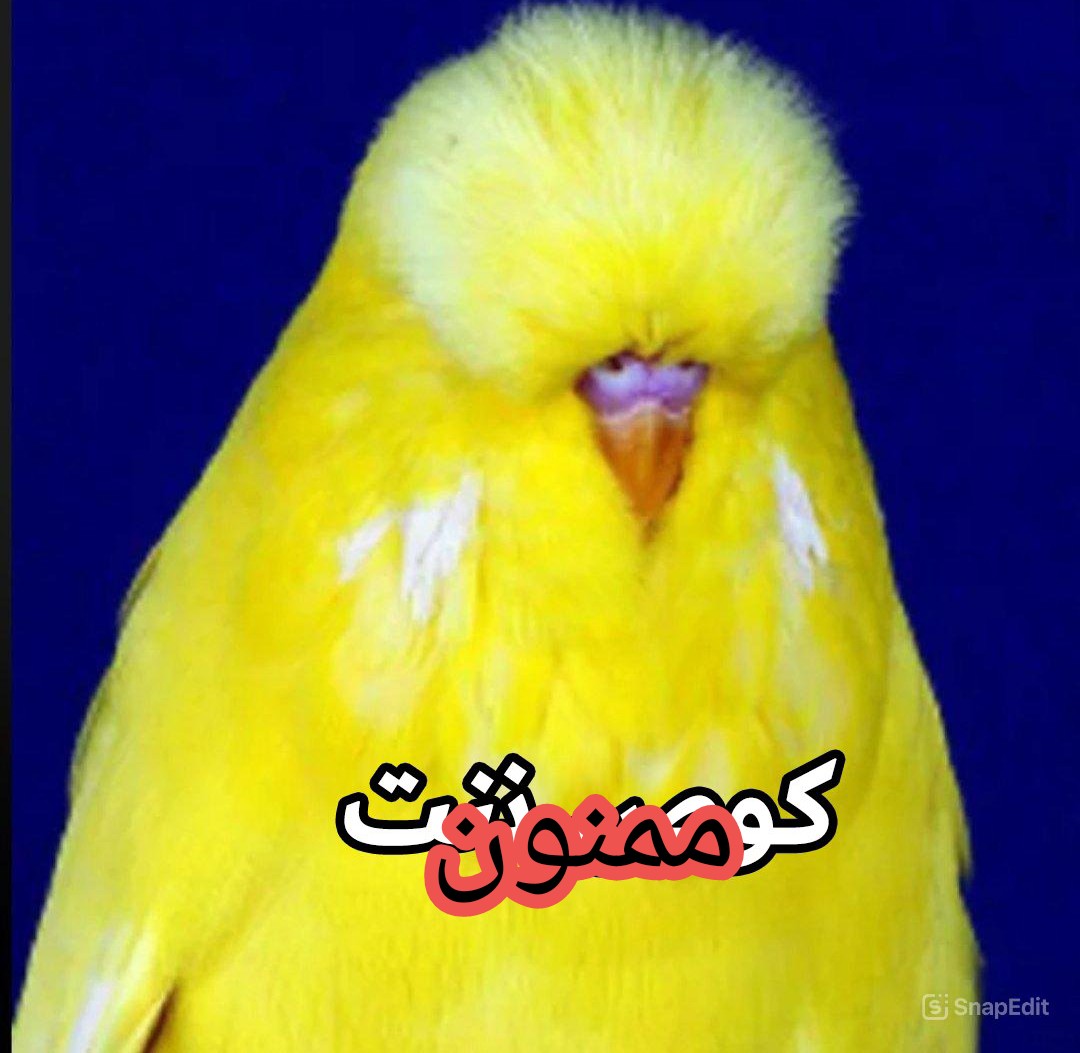 Robotharjayi's tweet photo. شاید بریتانیا سپاه پاسداران رو تروریستی اعلام کنه ولی بهرحال پاسخ ایرانی جز این نیست: https://t.co/QVnO5g90Yy
