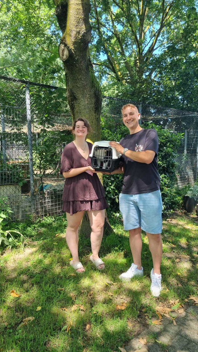 DCAchterhoek's tweet photo. Tijdens één van de warmste dagen (tot nu toe) mocht Averell op weg naar de airco 🫠
Mét een stoere nieuwe naam: Joe.
Ook de lieve kittens Ober en Chefje hebben een thuis gevonden (geen foto).
Heel veel geluk samen! 🍀 https://t.co/kvVHD3zHgu