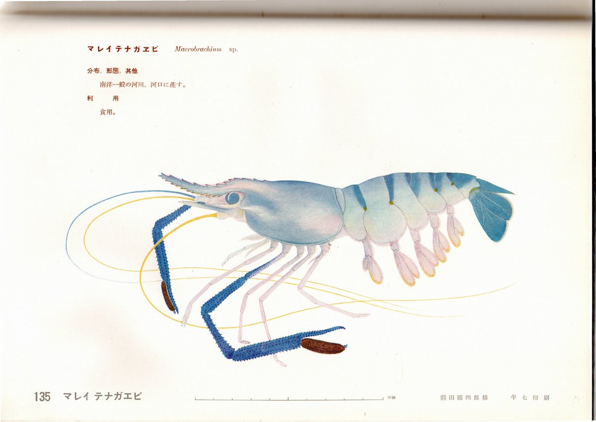 南洋食用水族図説』135番目はMacrobrachium sp. マレーテナガエビです