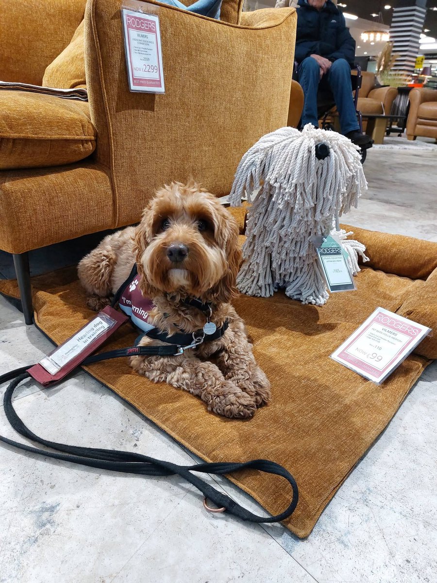 Hearing Dogs for Deaf People tweet media