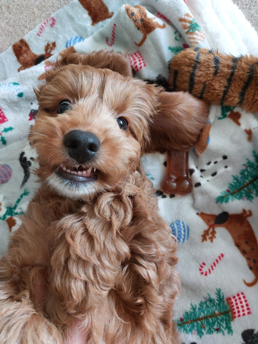 Hearing Dogs for Deaf People tweet media