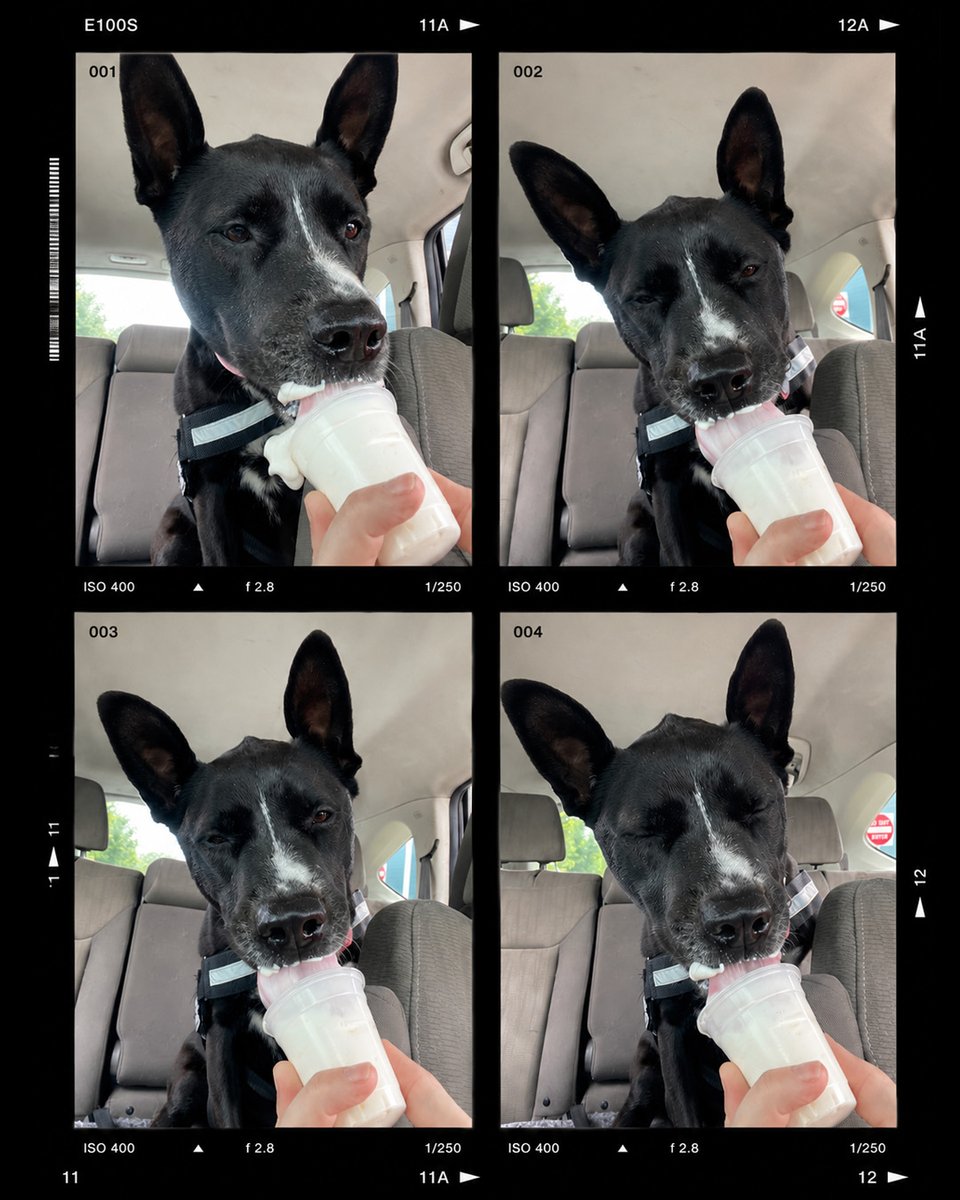 AnimalLeague's tweet photo. 🧭Adventure Club: Pup Cup Edition 🐾
Pop's Adventure Club outing was extra sweet! 🍦 One of our amazing volunteers took her out for a well-deserved Pup Cup, and judging by these photos... she'd definitely give it two paws up. 🐾⬆️❤️
Pop (#LA5458) has spent nearly her entire young life waiting for a family to call her own. Rescued in the summer of 2023, she was once shy and unsure of the world, but thanks to a loving foster home, she's grown into an affectionate, loyal, and playful 2-year-old who's ready for her forever family.
She's house-trained, knows her basic commands, loves treats, and has the sweetest way of asking for affection with a gentle nudge. Because of her sensitive nature, Pop is looking for an experienced adopter, a home with older children, and no other pets.
She's watched so many dogs find their families while she continues to wait.
Maybe her next adventure isn't another Pup Cup...
Maybe it's going home. 🏡❤️
Come meet Pop (#LA5458) at our Port Washington, NY Adoption Center and give this incredible girl the happy ending she's been waiting for. 🐾