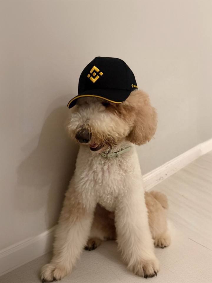 furmovement's tweet photo. Fur-nancial Advisor is a crypto meme character inspired by Binance's iconic poodle mascot.

- Liquidity is locked
- LP is burned
- Binance narrative

This meme should have all the attention. These are the $100M market cap memes.

CA: DQc6FTgu2HiB1PMUkHj8SATCtxsCeeMz5hiaqwk1pump https://t.co/UMFXmbR1FE