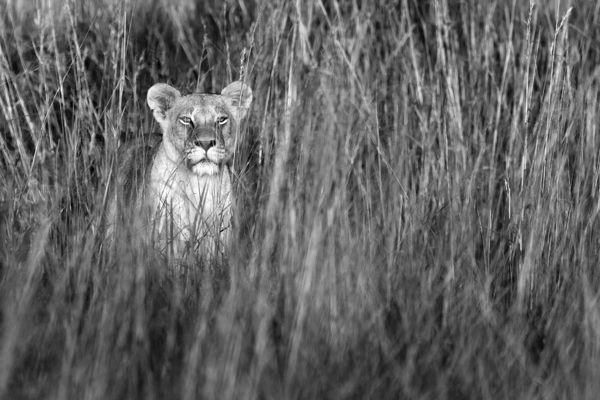 bernabephoto's tweet photo. Okavango, Botswana from a few weeks ago.. https://t.co/i4VUs5mAak