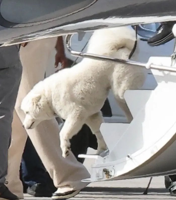 tswifterastour's tweet photo. 🚨| Taylor Swift and Travis Kelce's alleged dog makes it's/their alleged way down some steps! #allegedlydog https://t.co/E17He3elRi