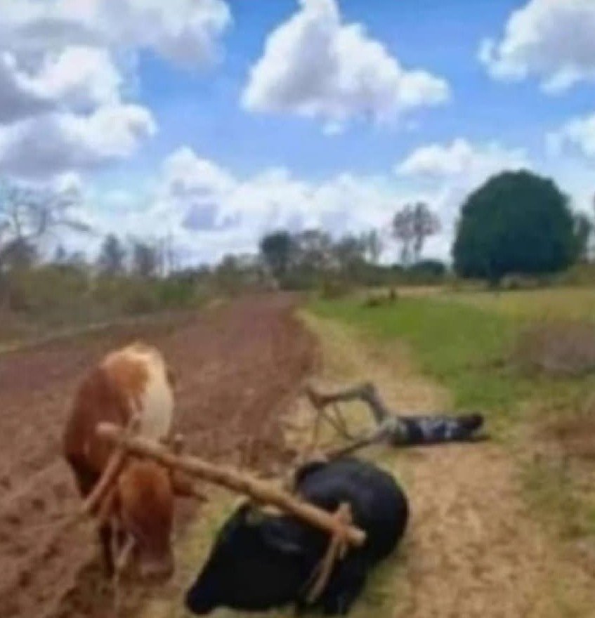 weehmzeee's tweet photo. Hii shamba ya Elon haijakuwa rahisi aki https://t.co/yjkWCj7dWW