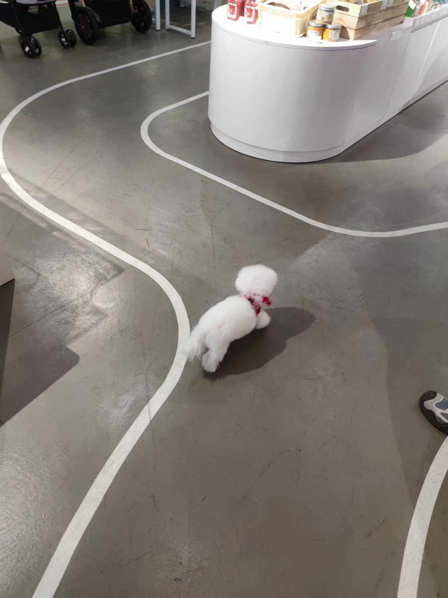 Swew2295's tweet photo. Our little furball just hit 6 months old  From wobbly baby steps to zoomies around the couch—every second with you is pure joy, pup! https://t.co/ilLoVQXiAJ