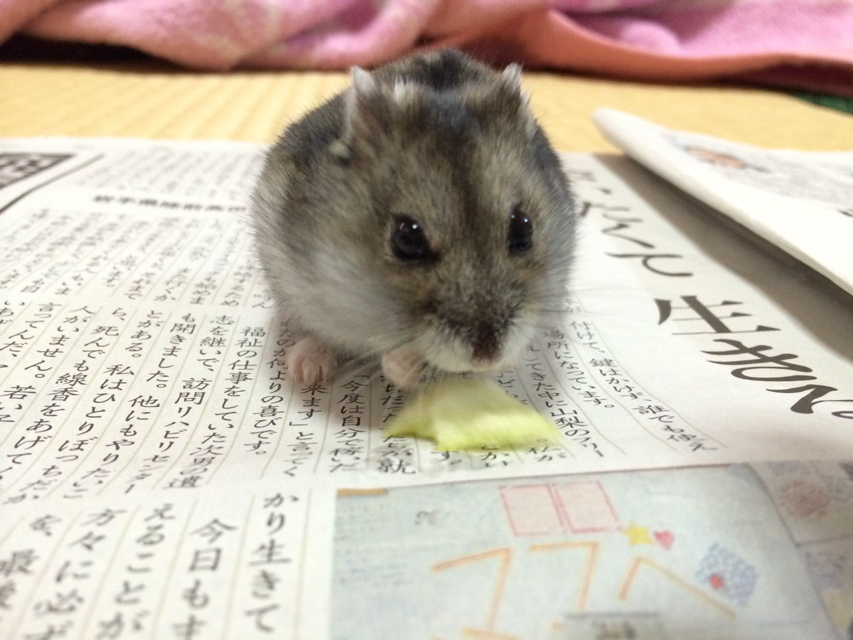 Kaiserwave5879's tweet photo. @TweetsOfHamster https://t.co/R9wrrBJA2b