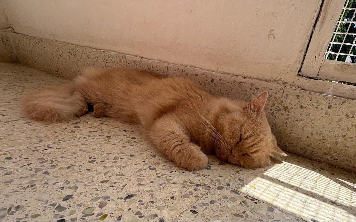 dhanyarajendran's tweet photo. Anyone wants to adopt Biscuit? Friendliest Persian Cat. Healthy. Abandoned. In Ulsoor https://t.co/TuU3vPlltN