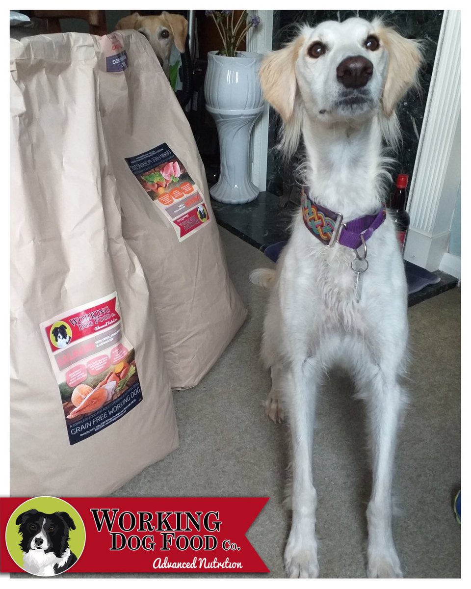WorkingDogFood tweet picture