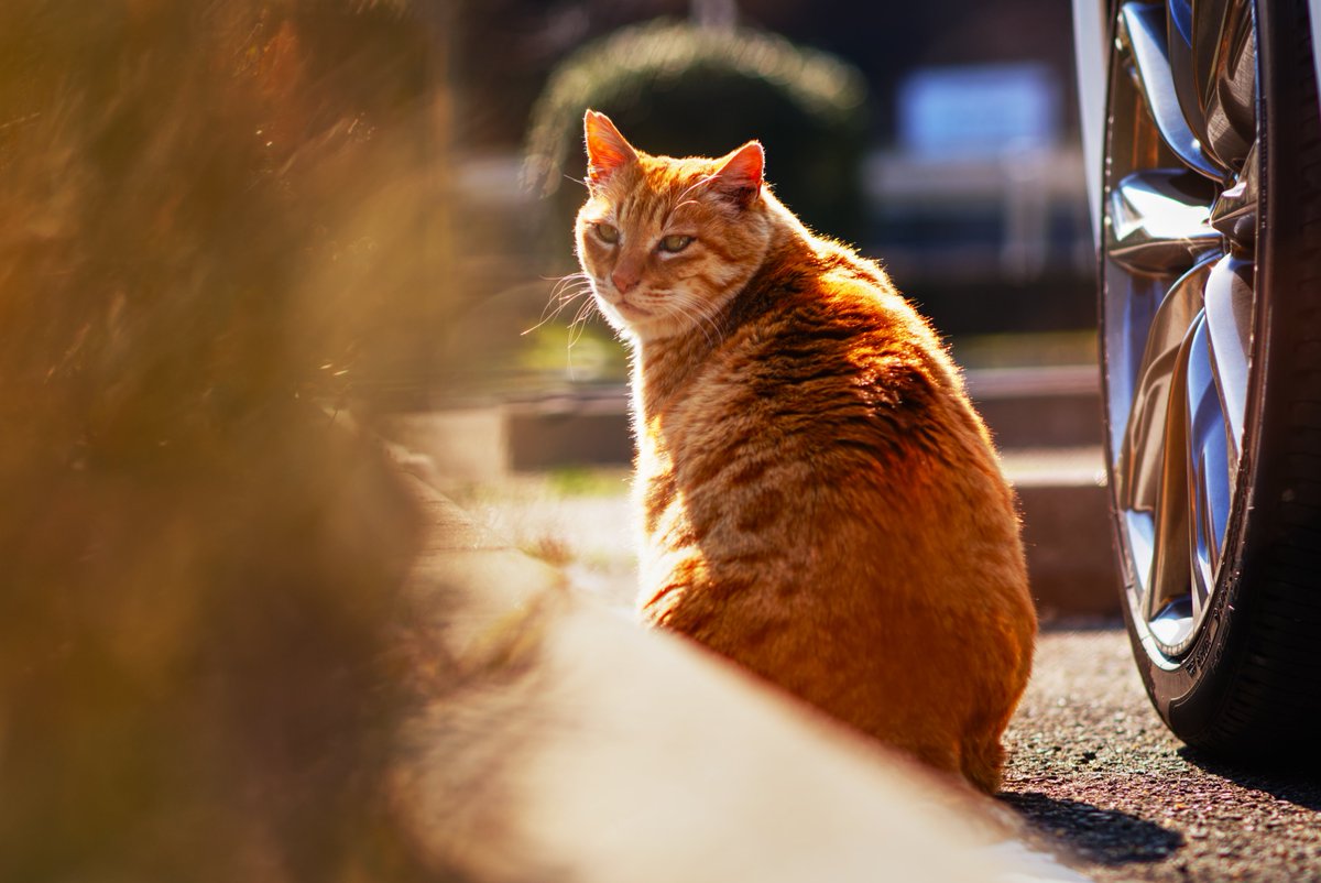 MAiTAKA__'s tweet photo. あら、見返り美猫。

#カメラ好きな人と繋がりたい https://t.co/9uv9zEJltX
