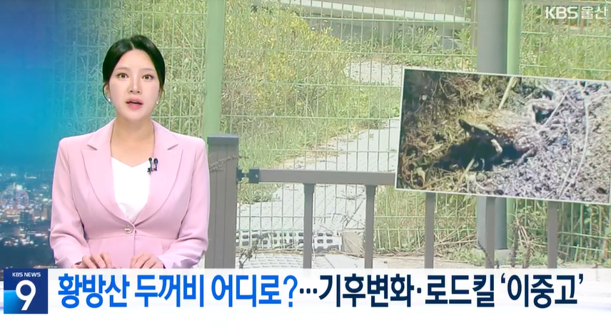 aniko_welfare's tweet photo. "(울산 중구는 황방산 주변에서 성체 두꺼비의 발견 개체수가 전년 대비 35% 가량 줄어) 로드킬 방지망을 설치하고 장현공원 일대에 대체 산란지를 조성하는 사업을 추진할 계획입니다."(뉴스보기: https://t.co/eaWiemmxS7) https://t.co/Q8X3Ikk1D5