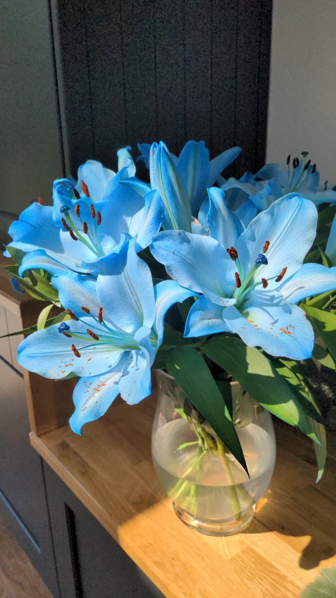lunecrumbss's tweet photo. blue lilies 💙 https://t.co/rzpVwdODp3
