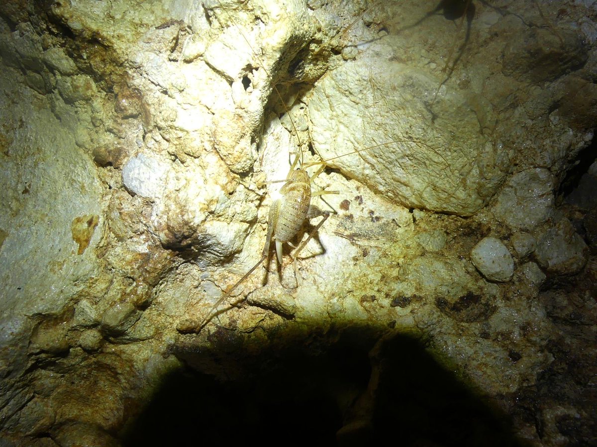 JoshsWildlife's tweet photo. Day 28 #30dayswild
Amazing to see these Spidery and Common Cave Crickets in the caves in Croatia!
#nature #croatia #insects https://t.co/S3e6EfnHt3