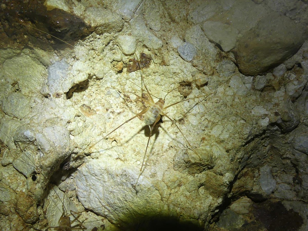 JoshsWildlife's tweet photo. Day 28 #30dayswild
Amazing to see these Spidery and Common Cave Crickets in the caves in Croatia!
#nature #croatia #insects https://t.co/S3e6EfnHt3