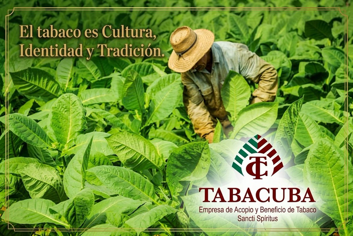 Emp_ABTSS's tweet photo. Los #tabacaleros  #espirituanos y  #trabajadores de #ABTSSsiempreEn26 saludamos el Día de la Rebeldía Nacional  y el cumpleaños 26 de @GrupoTabacuba 
con el 61%, hasta este minuto,  del tabaco acopiado para la presente campaña de #SanctiSpiritusEnMarcha https://t.co/wXe9JUqhCL