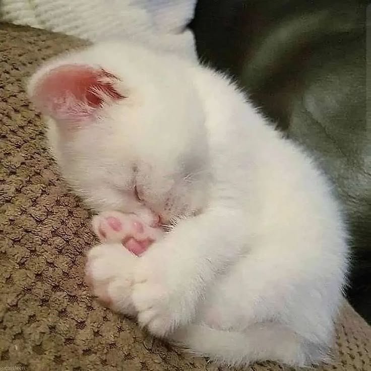 CattyHub tweet media