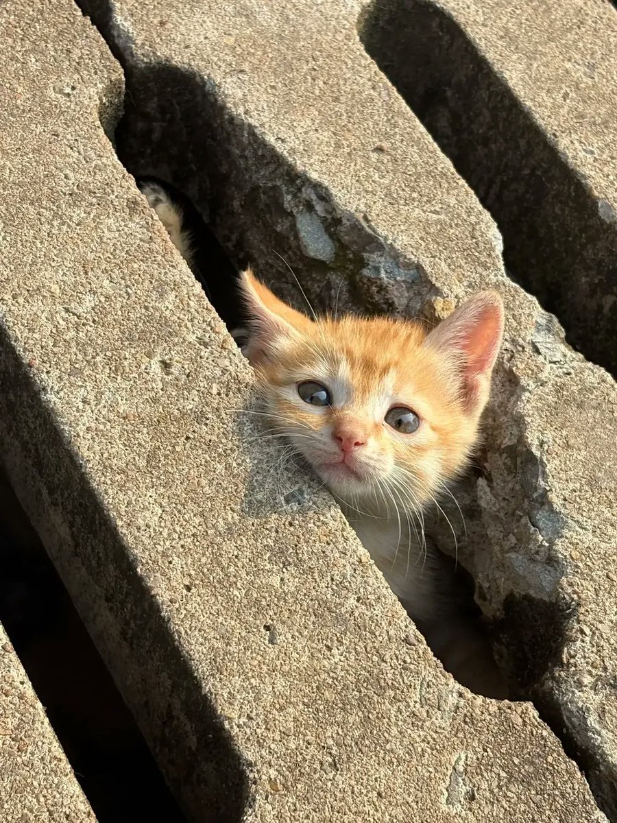 softrebels's tweet photo. 33 YEARS OF GOOD LUCK FOR THOSE WHO DON'T IGNORE THE LITTLE CAT https://t.co/BnFJILCqxC
