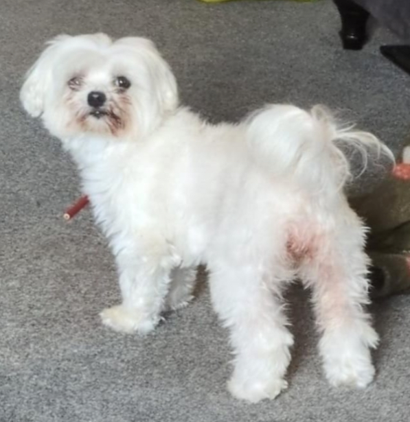 millypod1's tweet photo. π10 July 2026 #Lost ANNIE #ScanMe
Maltese Female. Nervous Dog (do not chase)
On the dirt track Thornham New Road #Trub #Rochdale #GreaterManchester #OL11
https://t.co/RuLW7Pxqc2 https://t.co/VLtsfAcOwy