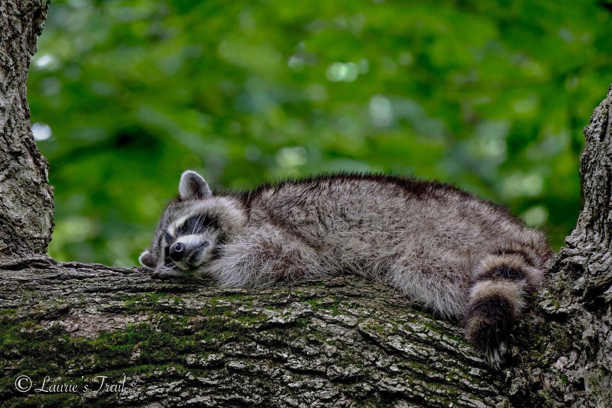WillCoForests's tweet photo. Who’s been raiding the garbage can???

If you guessed a raccoon, you’re probably right! Nicknamed “trash pandas,” these clever omnivores will eat just about anything, from fruits and crayfish to leftovers in your trash.

📸: Laurie Lasseter

#Raccoon #WillCoForests #TrashPandas https://t.co/5yJSYdxqsy