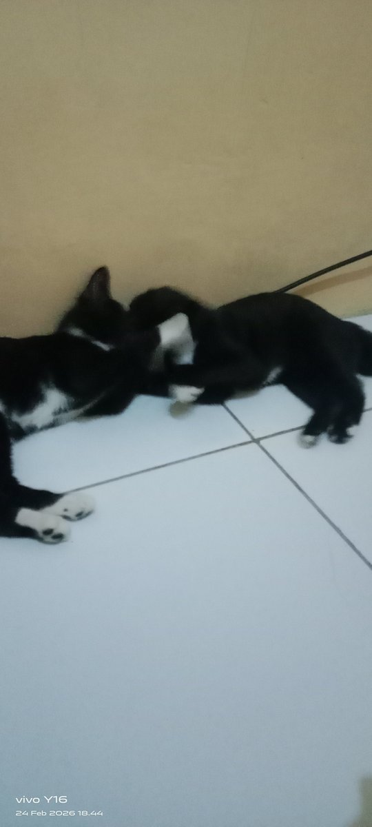fatullah52's tweet photo. @wihayawintang Kembar tp kucing https://t.co/3qsKKXaOPk