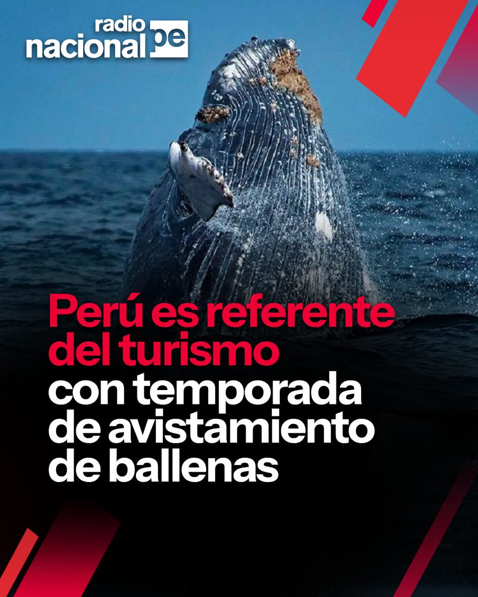 RadioNacionalFM's tweet photo. 🐋 La temporada de avistamiento de ballenas jorobadas ya inició en las costas de Piura, consolidando al Perú como uno de los destinos más importantes para el turismo de naturaleza en el Pacífico Sur. 🇵🇪✨
#Ballenas #Piura #Turismo #Perú #Naturaleza #RadioNacional https://t.co/dhsf0I1n9v